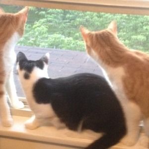 Meet your Posher, Traci